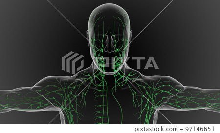 Lymphatic system is a network of delicate tubes throughout the body, It drains fluid 3D Lymphatic system is a network of delicate tubes throughout the body, It drains fluid 3D 97146651
