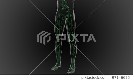 Lymphatic system is a network of delicate tubes throughout the body, It drains fluid 3D Lymphatic system is a network of delicate tubes throughout the body, It drains fluid 3D 97146653