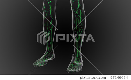 Lymphatic system is a network of delicate tubes throughout the body, It drains fluid 3D 97146654