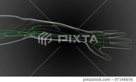 Lymphatic system is a network of delicate tubes throughout the body, It drains fluid 3D Lymphatic system is a network of delicate tubes throughout the body, It drains fluid 3D 97146656