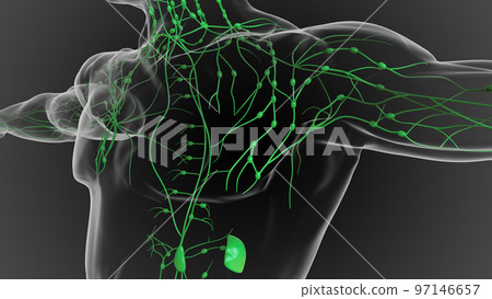 Lymphatic system is a network of delicate tubes throughout the body, It drains fluid 3D Lymphatic system is a network of delicate tubes throughout the body, It drains fluid 3D 97146657