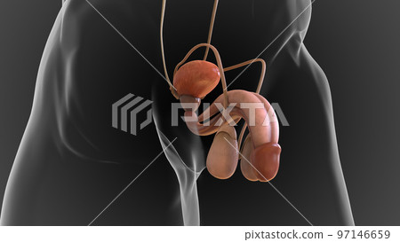 male reproductive system contains the external genitals the penis, testes and the scrotum 3D male reproductive system contains the external genitals the penis, testes and the scrotum 3D 97146659