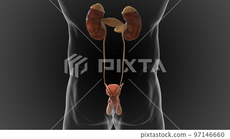male reproductive system contains the external genitals the penis, testes and the scrotum 3D male reproductive system contains the external genitals the penis, testes and the scrotum 3D 97146660