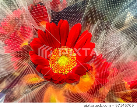 Gift ~One Gerbera Flower~ Gift ~One Gerbera Flower~ 97146709