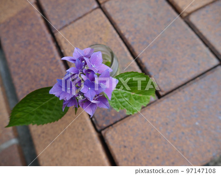 花瓶裡的繡球花 97147108