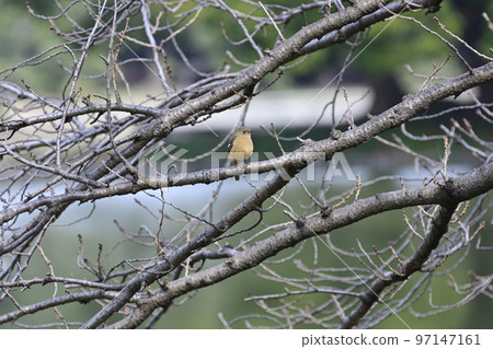 Hama-rikyu Gardens Redstart (female) Hama-rikyu Gardens Redstart (female) 97147161