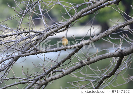 Hama-rikyu Gardens Redstart (female) Hama-rikyu Gardens Redstart (female) 97147162