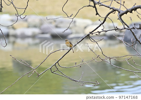 濱離宮庭園紅尾鴝（雌） 97147168