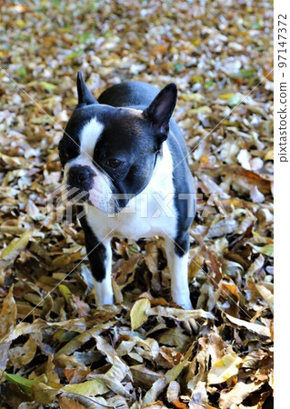 2022The happiest town in Japan, Mighty-kun, a Boston terrier staring cutely among fallen leaves near Hatoyama Rural Park♡ 97147372