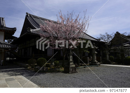 Seijokain Sakura Hachisuka 97147877