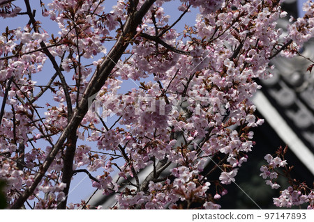 清城會院櫻八須賀 97147893