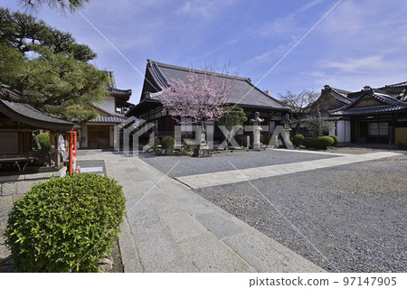 Seijokain Sakura Hachisuka Seijokain Sakura Hachisuka 97147905