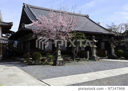Seijokain Sakura Hachisuka Seijokain Sakura Hachisuka 97147906