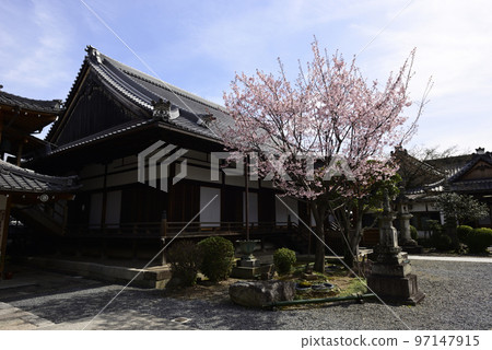 清城會院櫻八須賀 97147915