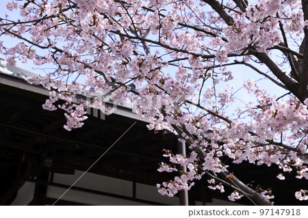 Seijokain Sakura Hachisuka Seijokain Sakura Hachisuka 97147918