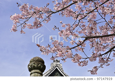 清城會院櫻八須賀 97147919