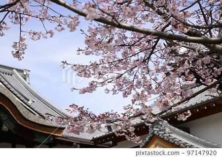 Seijokain Sakura Hachisuka Seijokain Sakura Hachisuka 97147920