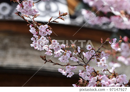 Seijokain Sakura Hachisuka Seijokain Sakura Hachisuka 97147927