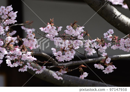 清城會院櫻八須賀 97147938