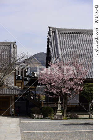 清城會院櫻八須賀 97147943