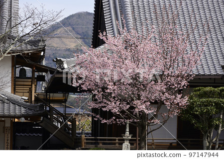 清城會院櫻八須賀 97147944