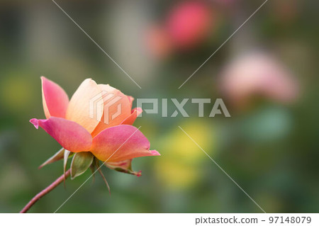 rose rose 97148079