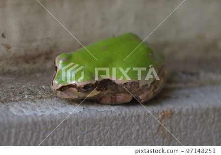 A tree frog curling up in a circle at the edge of the eaves A tree frog curling up in a circle at the edge of the eaves 97148251
