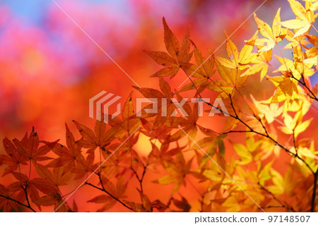 京都山寺正法寺的夢幻般的秋葉 97148507