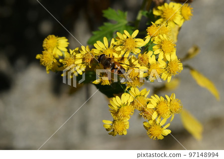 Drone fly sucking nectar from Awakoganegiku 97148994