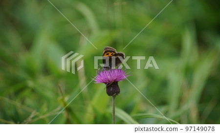Red thistle sucking nectar from thistle Red thistle sucking nectar from thistle 97149078