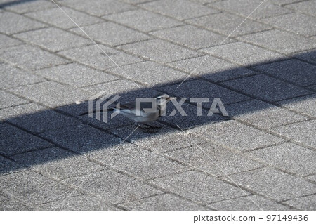 休息在走道的一隻白色鶺鴒 97149436