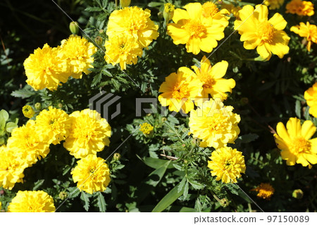Marigold flowers blooming in the summer flowerbed Marigold flowers blooming in the summer flowerbed 97150089