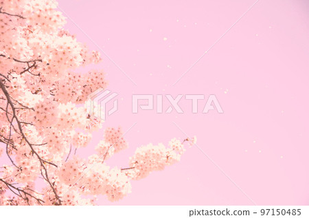 櫻花粉色圖片素材 櫻花粉色圖片素材 97150485