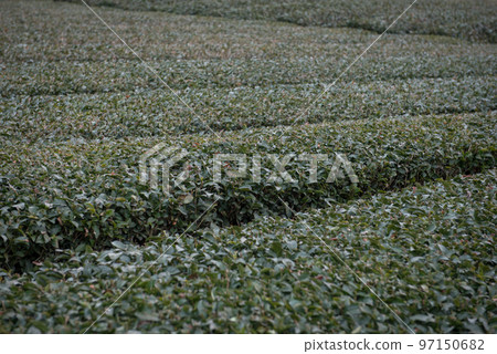 A tea plantation in front of the shortest tunnel in Japan between Goshiogo Station on the Oigawa Main Line of the Oigawa Railway in Kawanehon-cho, Haibara-gun, Shizuoka Prefecture. A tea plantation in front of the shortest tunnel in Japan between Goshiogo Station on the Oigawa Main Line of the Oigawa Railway in Kawanehon-cho, Haibara-gun, Shizuoka Prefecture. 97150682