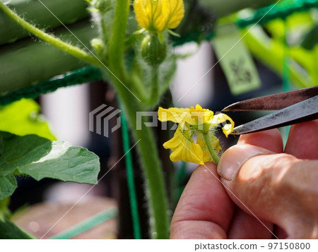 Artificial pollination of watermelon, cutting off male flower petals 97150800