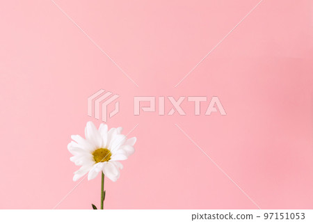One flower of chamomile on pink background. Copy space. The concept of fortune telling One flower of chamomile on pink background. Copy space. The concept of fortune telling 97151053