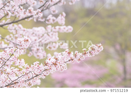 盛開的櫻花（與電影視頻同步拍攝） 97151219