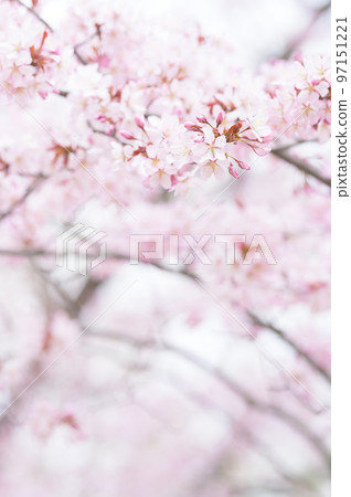 Cherry blossoms in full bloom (simultaneous shooting with cinematic video) Cherry blossoms in full bloom (simultaneous shooting with cinematic video) 97151221