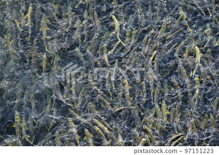 Many salmon running upstream (true bird's-eye view, pseudo-aerial photography) 97151223