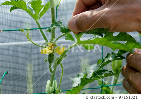 Artificial pollination of watermelon 97151321