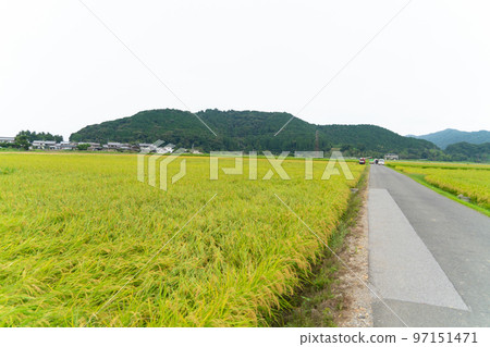 [Japan's Top 100 Castles] Azuchiyama with Azuchi Castle and rural scenery during rice harvest, Omihachiman City, Shiga Prefecture 97151471