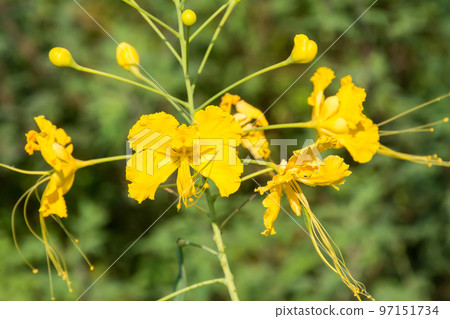 盛開的洋金鳳 97151734