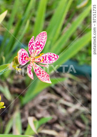 盛開的射干 97151735