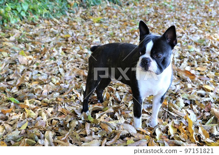 2022The happiest town in Japan, Mighty-kun, a Boston terrier staring cutely among fallen leaves near Hatoyama Rural Park♡ 2022The happiest town in Japan, Mighty-kun, a Boston terrier staring cutely among fallen leaves near Hatoyama Rural Park♡ 97151821