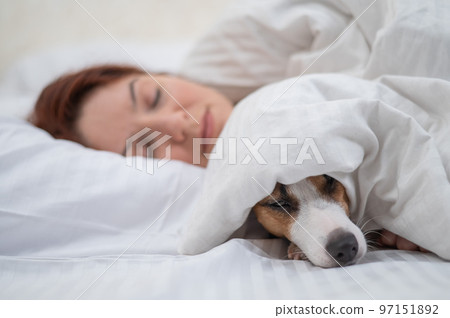 Jack Russell Terrier dog sleeps wrapped in a blanket next to his owner. Jack Russell Terrier dog sleeps wrapped in a blanket next to his owner. 97151892