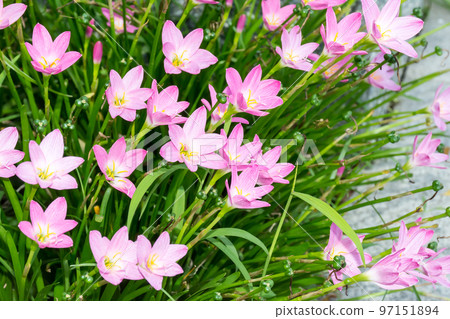 盛開的風雨花 盛開的風雨花 97151894