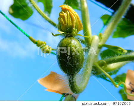 西瓜栽培、雌花結果 西瓜栽培、雌花結果 97152005