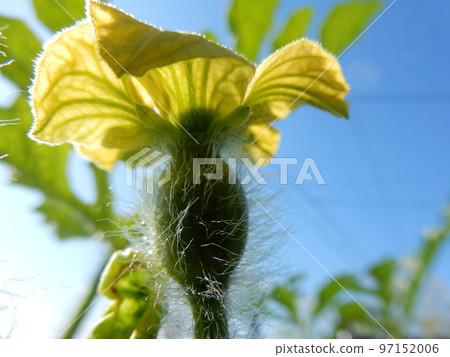 西瓜栽培、雌花結果 西瓜栽培、雌花結果 97152006
