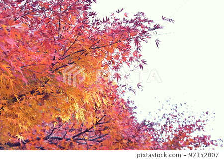 公園裡的彩色楓葉 公園裡的彩色楓葉 97152007