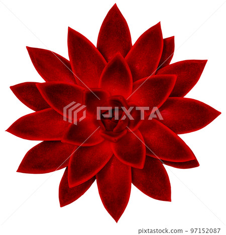 Succulent red viva magenta exotic plant isolated white background Succulent red viva magenta exotic plant isolated white background 97152087